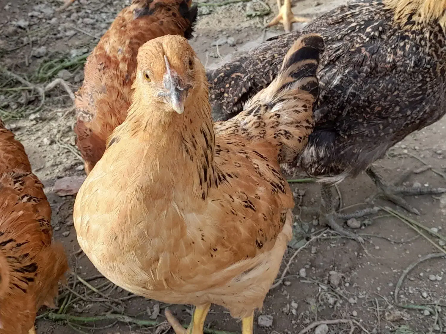 مرغ و خروس نیمچه|حیوانات مزرعه|سیمین شهر, |دیوار