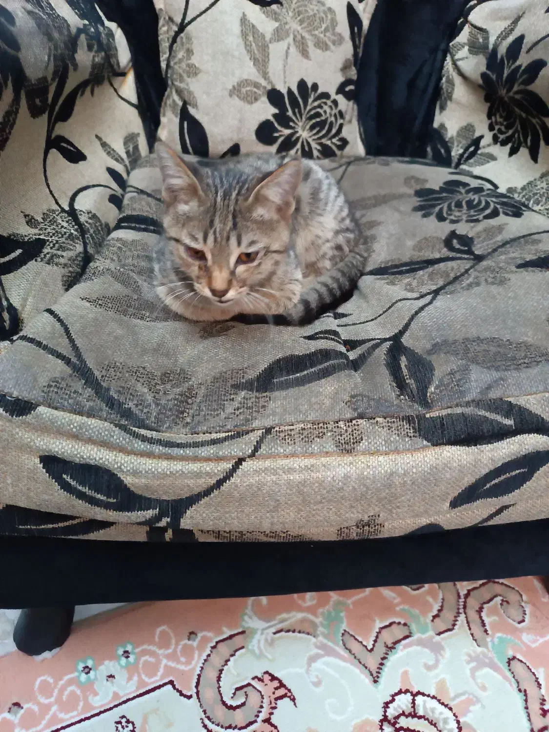 گربه واگذار ی|گربه|فردیس, شهرک شهید حسینی|دیوار