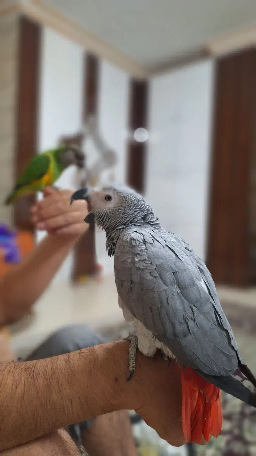 کاسکو|پرنده|نیشابور, فردوس شمالی|دیوار