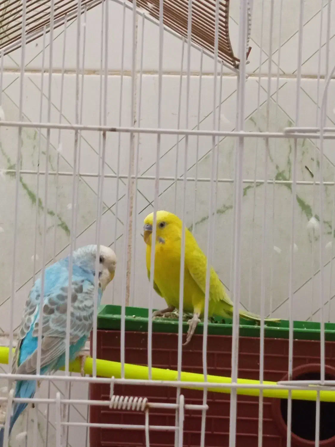 مرغ عشق با قفس آبی انگلیسی ماده زرد پسته ای نر|پرنده|ایرانشهر, |دیوار