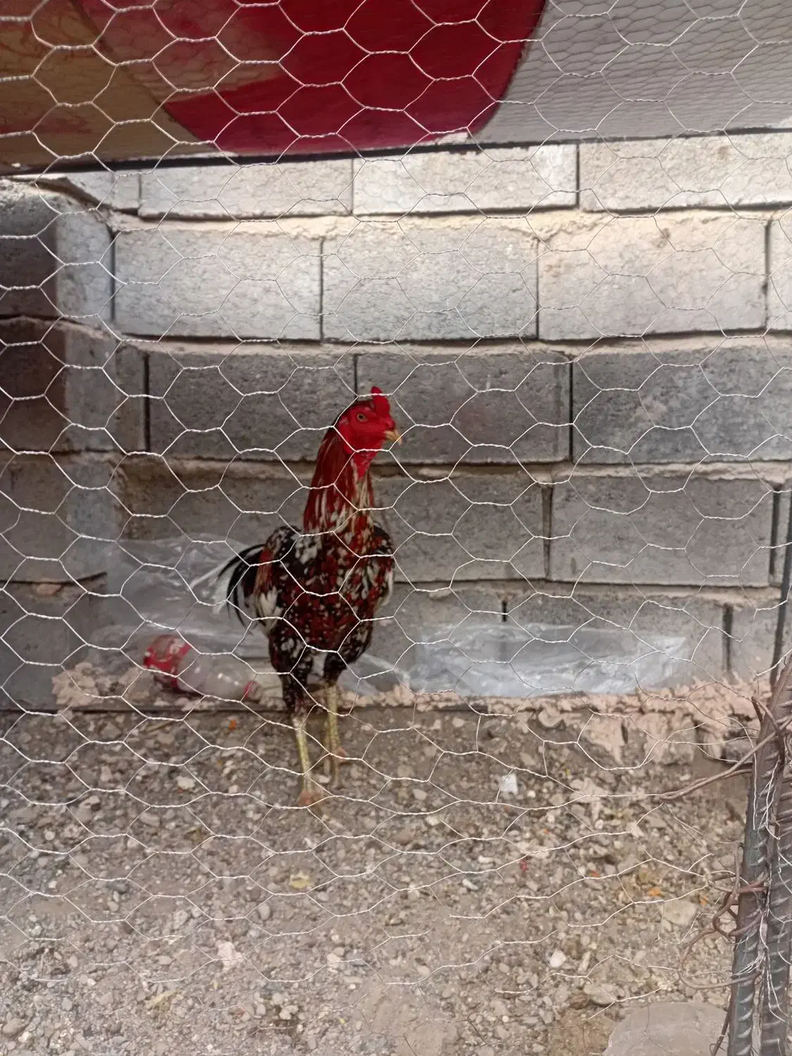 خروس|حیوانات مزرعه|میناب, |دیوار