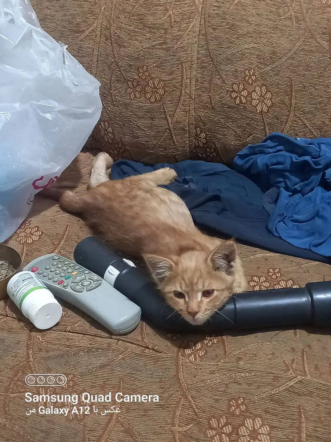 واگذاری بچه گربه|گربه|کرمانشاه, |دیوار