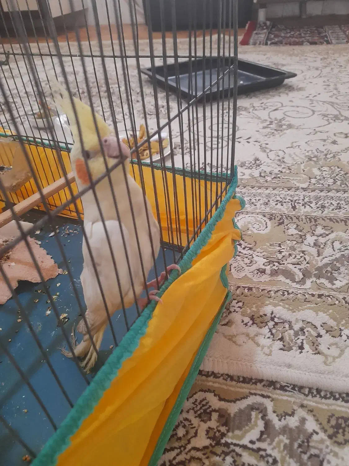 یک عروی هلندی گم شده|پرنده|نورآباد, |دیوار