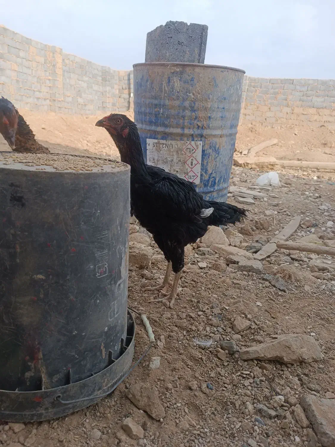 مرغ خروس لاری|حیوانات مزرعه|سنگان, |دیوار