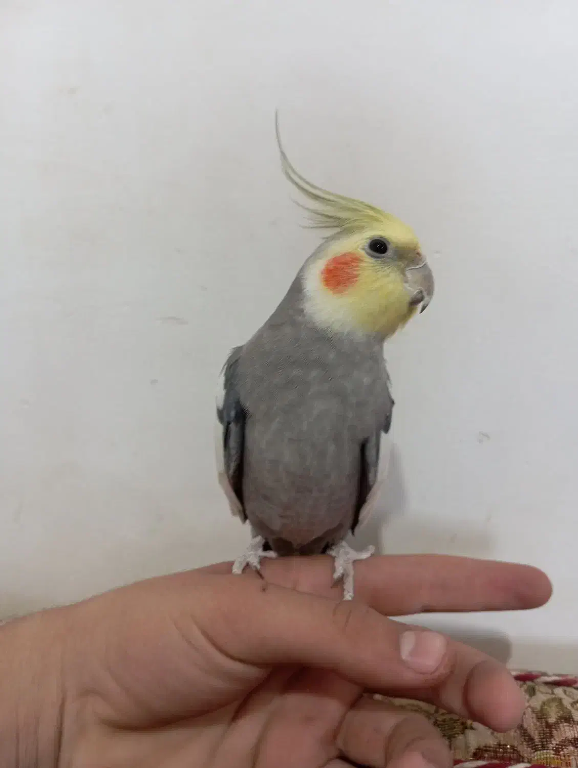 عروس هلندی نر رام|پرنده|سنندج, |دیوار