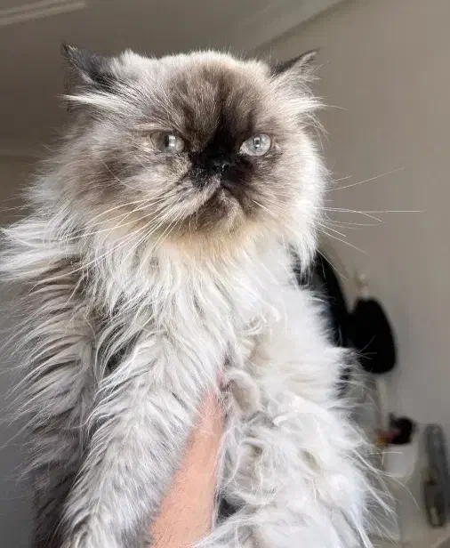 گربه|گربه|مشهد, کشف|دیوار