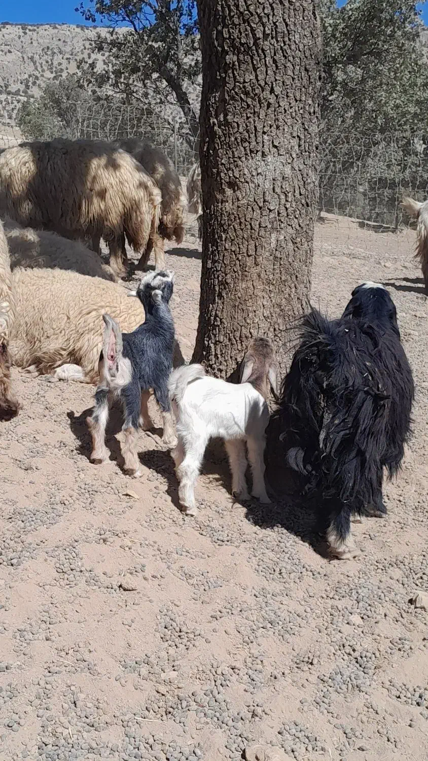 بزغاله شیرخوار|حیوانات مزرعه|ایلام, |دیوار