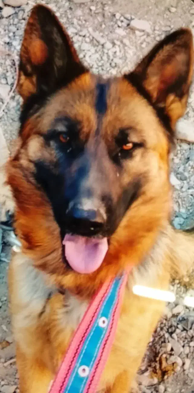 ژرمن اصلی پا خرگوشی ، اصلی|سگ|تربتحیدریه, پائین ولایت|دیوار