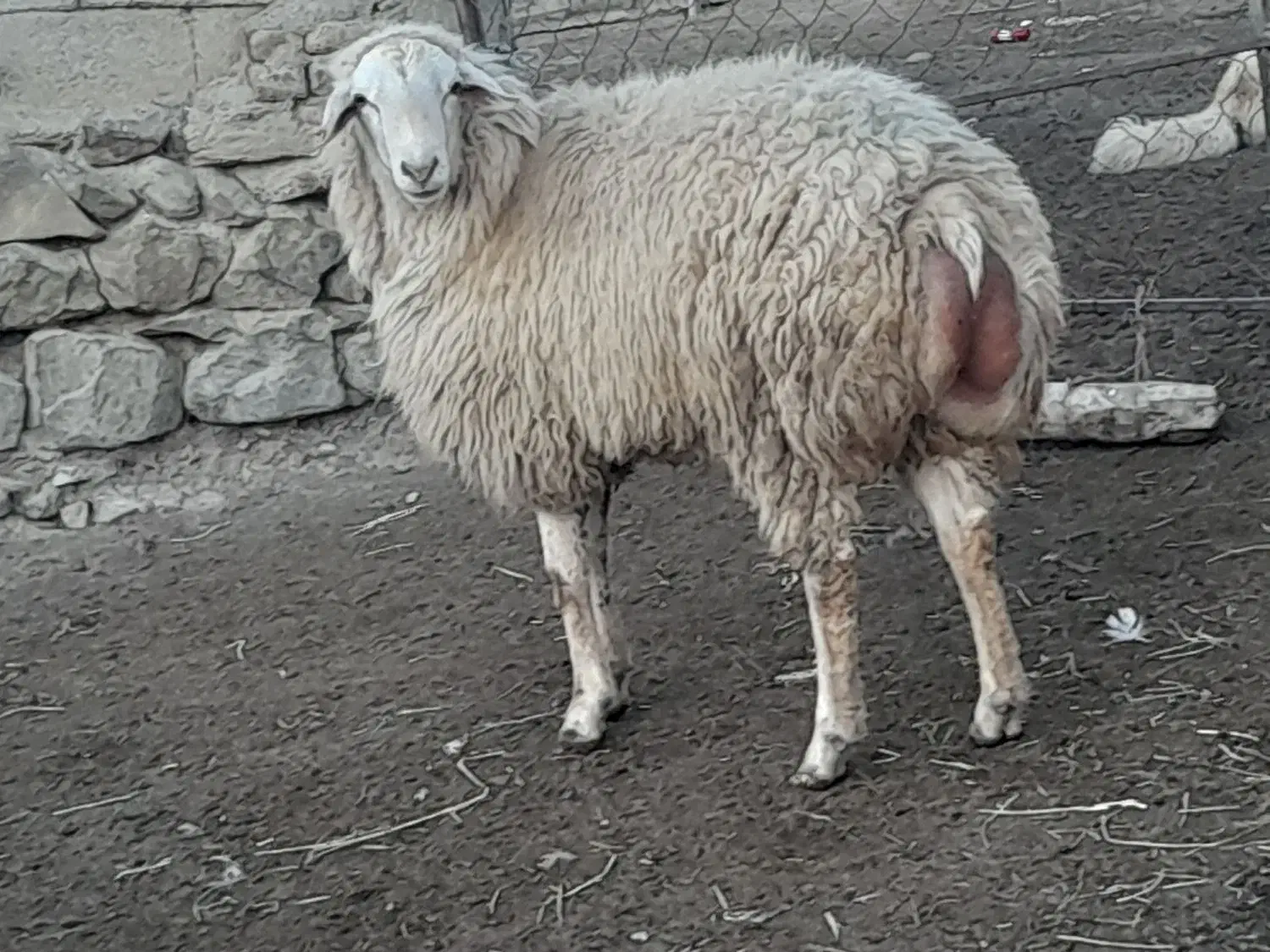 قوچ|حیوانات مزرعه|انگوت, |دیوار