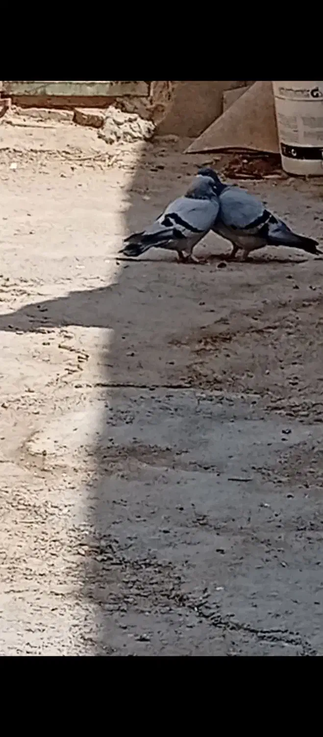 کبوتر سبز کوهی|پرنده|تهران, جیحون|دیوار