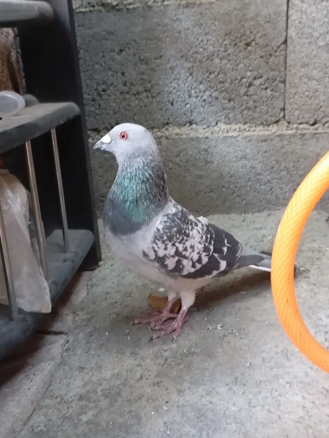 کبوتر نامه بر|پرنده|سنندج, |دیوار