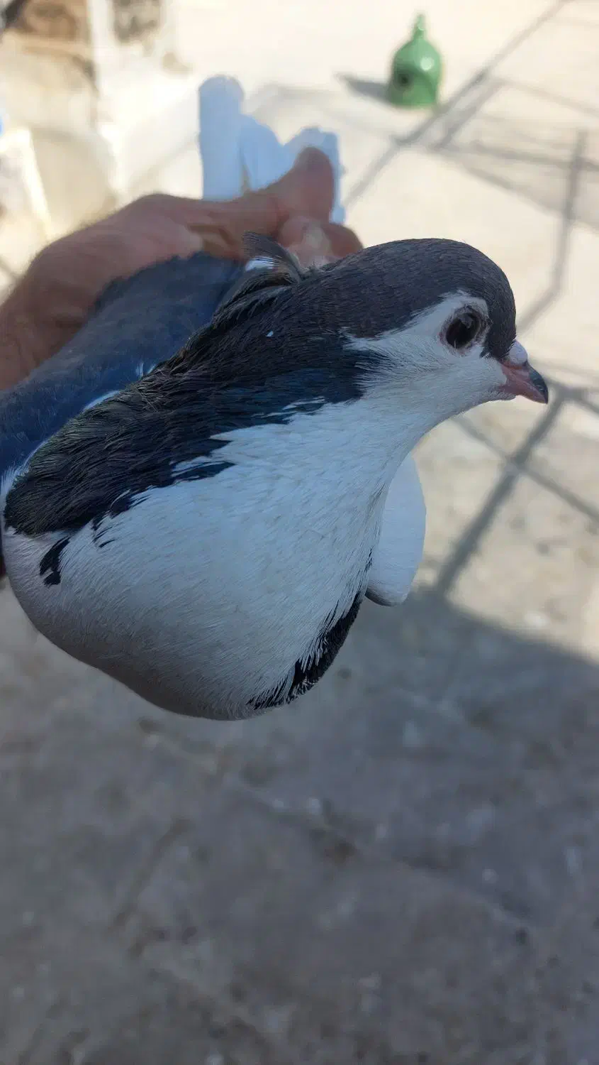 کبوترپلاس|پرنده|قم, شاه احمد قاسم|دیوار