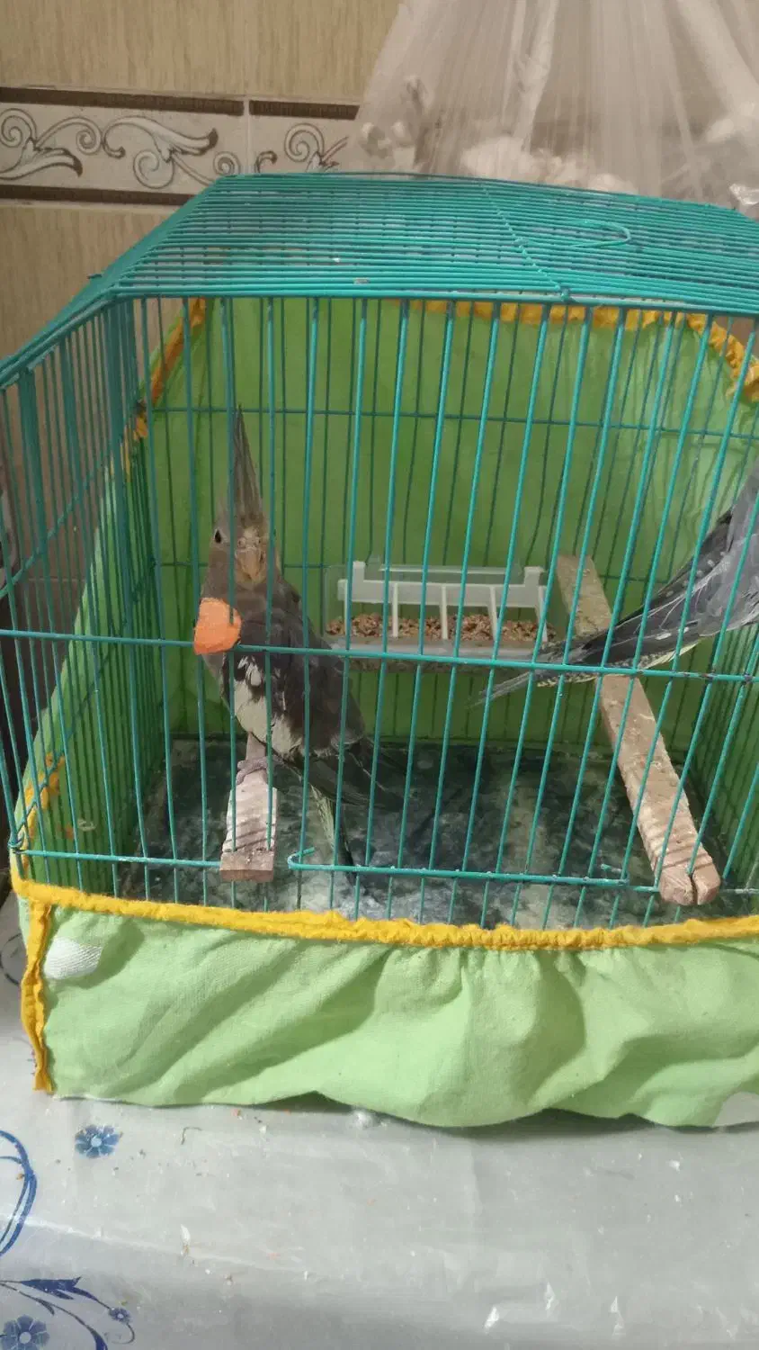 عروس هلندی یکی نر یکی ماده|پرنده|رشت, نظری|دیوار