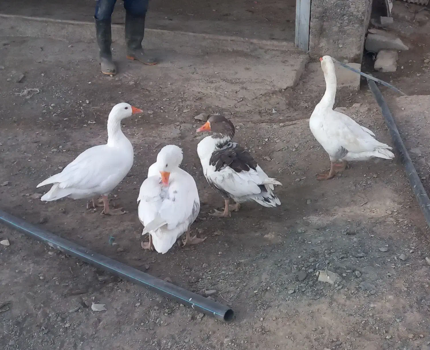 چهار عدد غاز|حیوانات مزرعه|الیگودرز, |دیوار