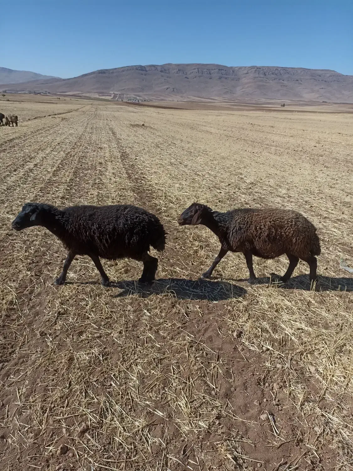 میش افشار|حیوانات مزرعه|وردشت, |دیوار