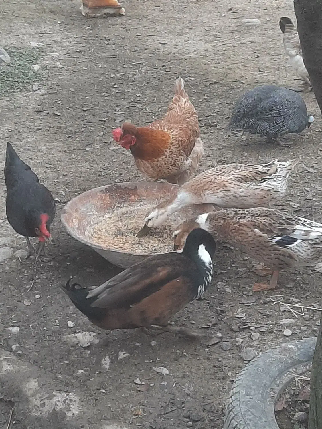 خروس محلی و مرغ|حیوانات مزرعه|ماسال, |دیوار