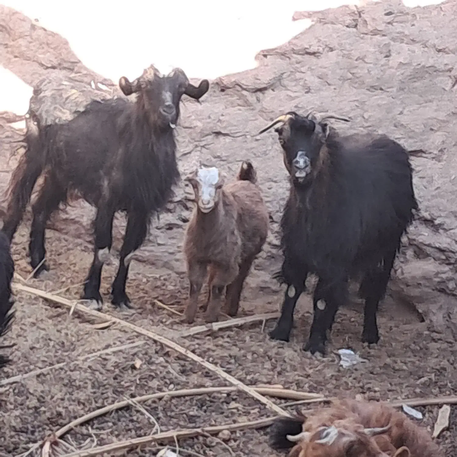 دوعددبزویککره|حیوانات مزرعه|ریگان, |دیوار