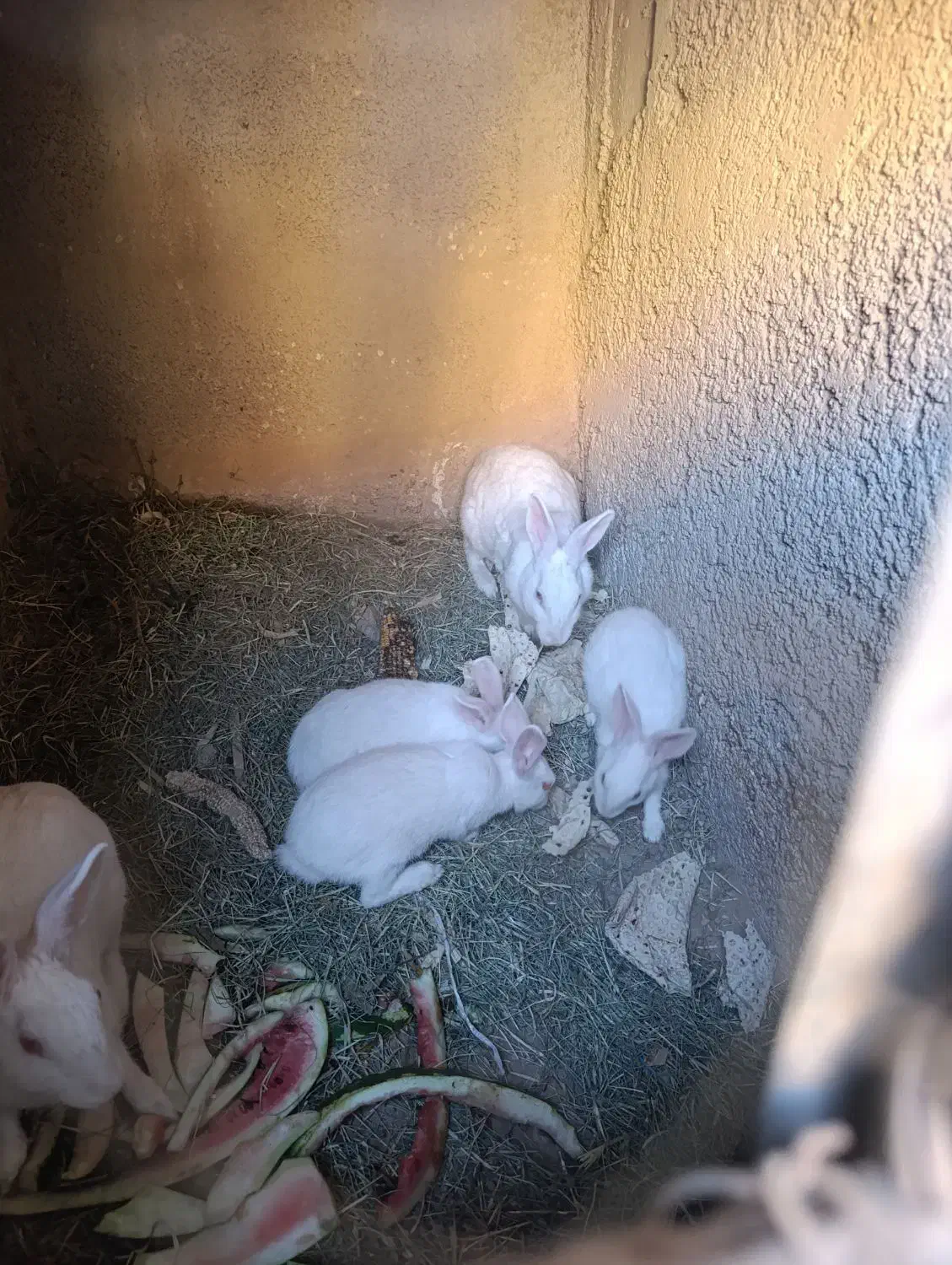 خرگوش سفید معاوضه با قناری|موش و خرگوش|فیروزآباد (فارس), |دیوار