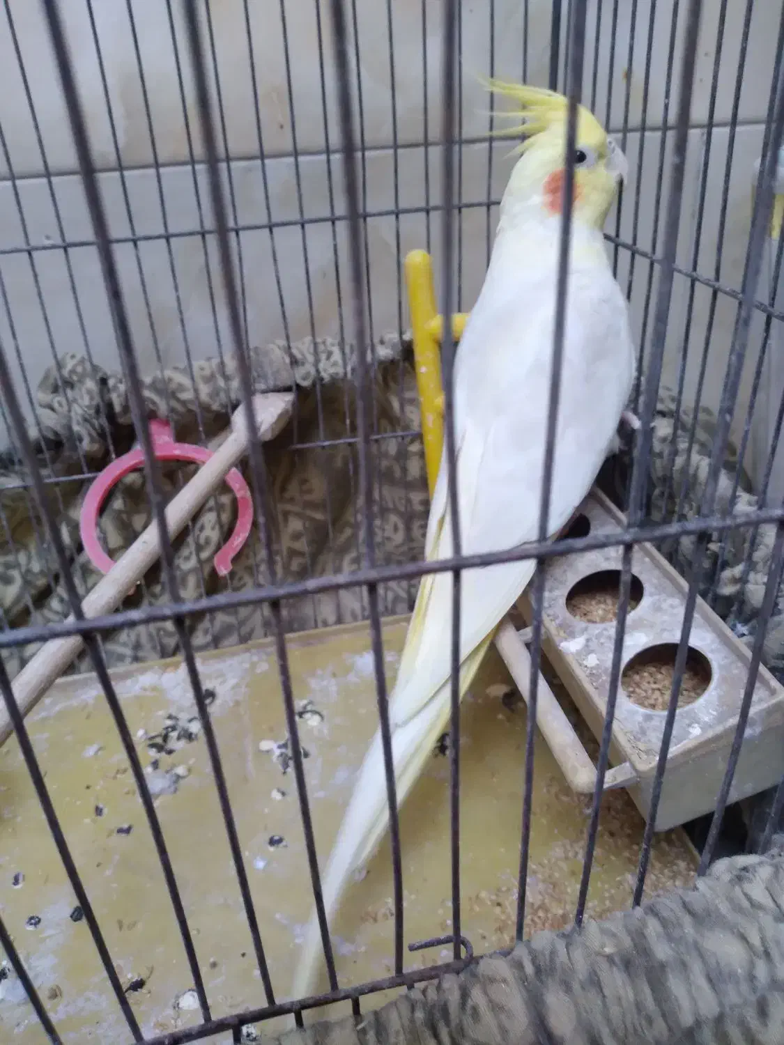 عروس هلندی|پرنده|قرچک, قشلاق جیتو|دیوار