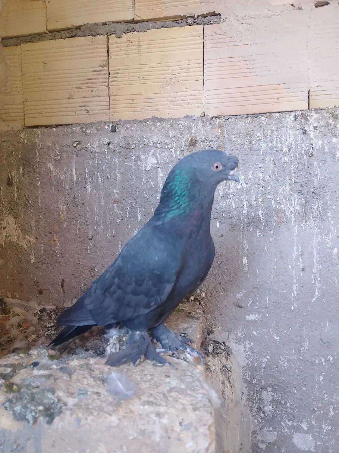 کبوتر ترکیه سیاه|پرنده|مرند, |دیوار
