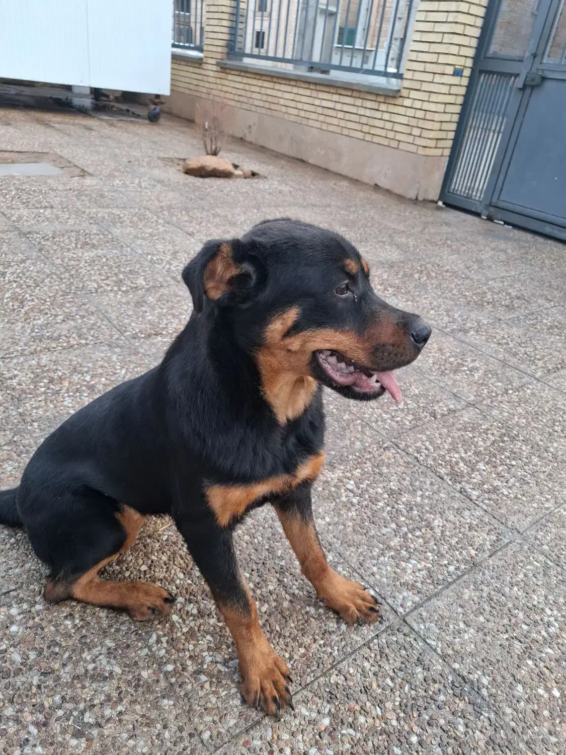 روتوایلر|سگ|شیراز, شهرک صنعتی شیراز|دیوار