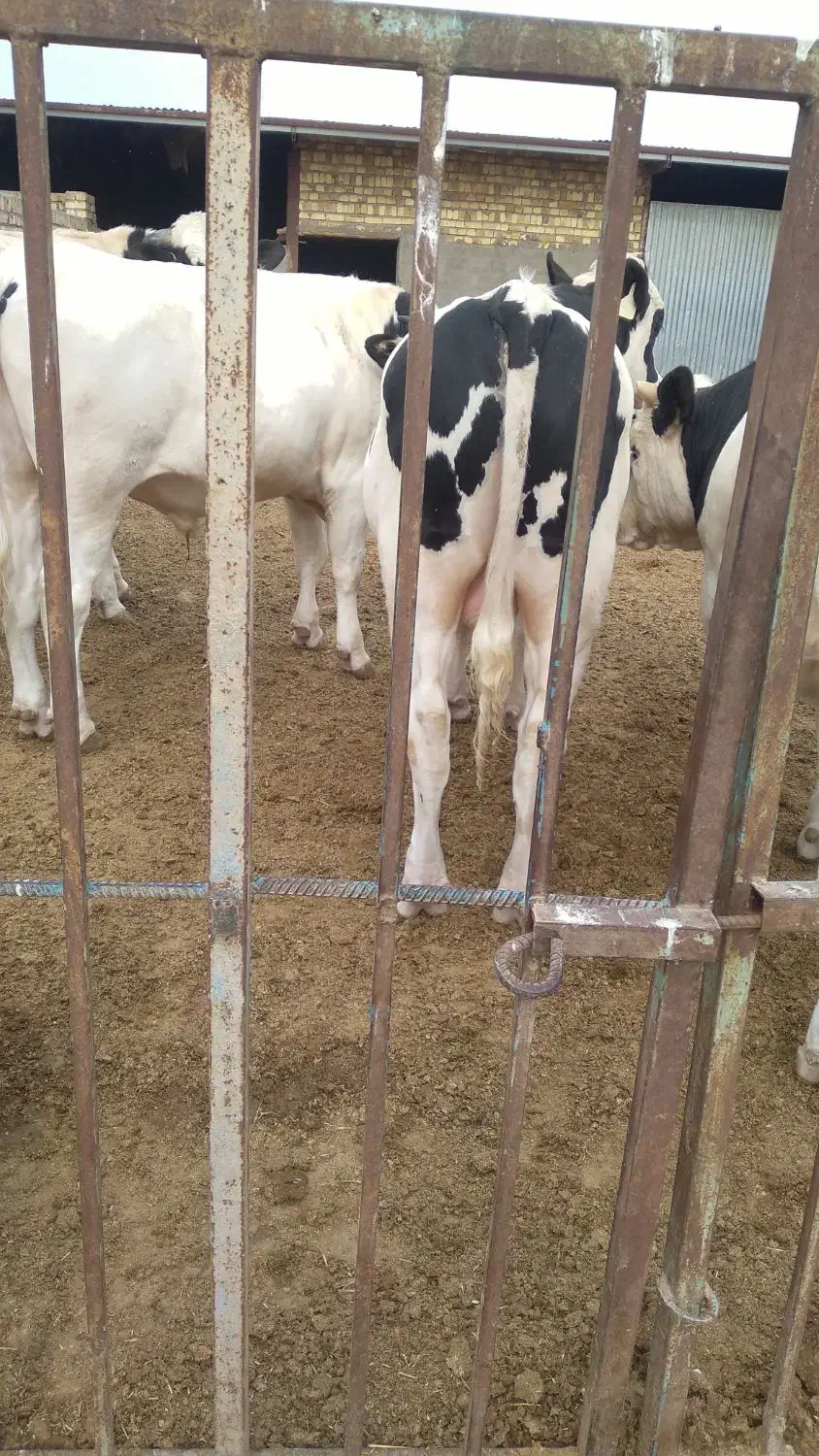 گوسال چاق|حیوانات مزرعه|شال, |دیوار