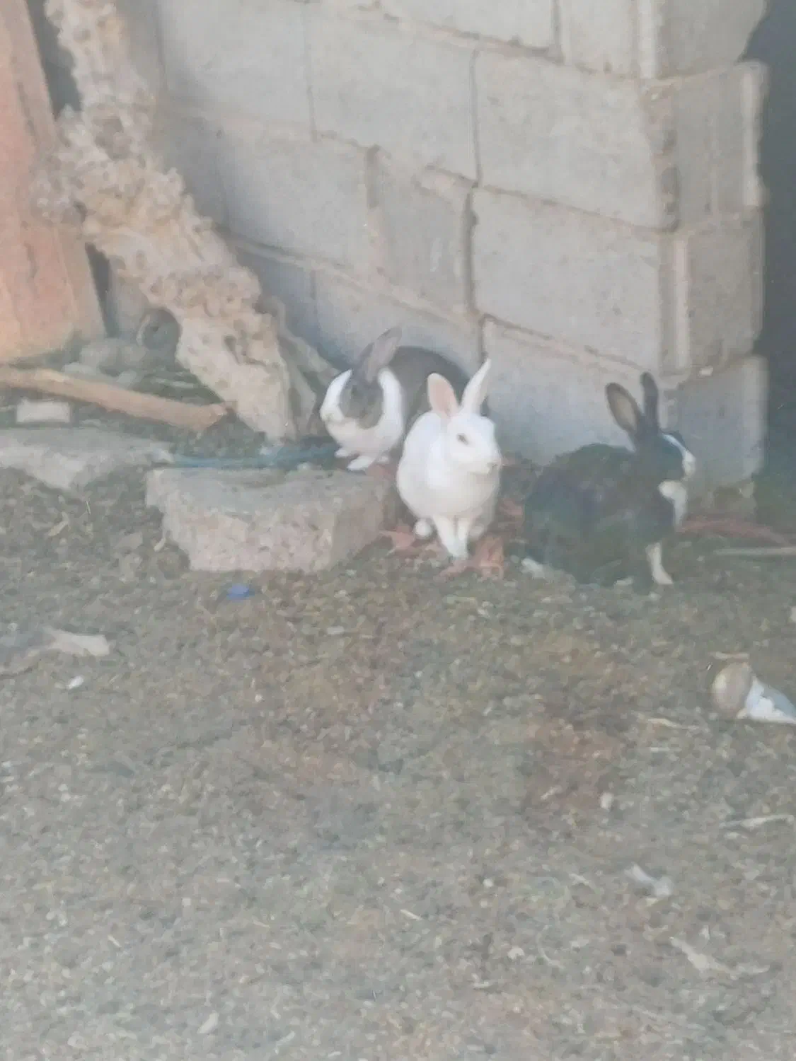 خرگوش|موش و خرگوش|زاهدان, |دیوار