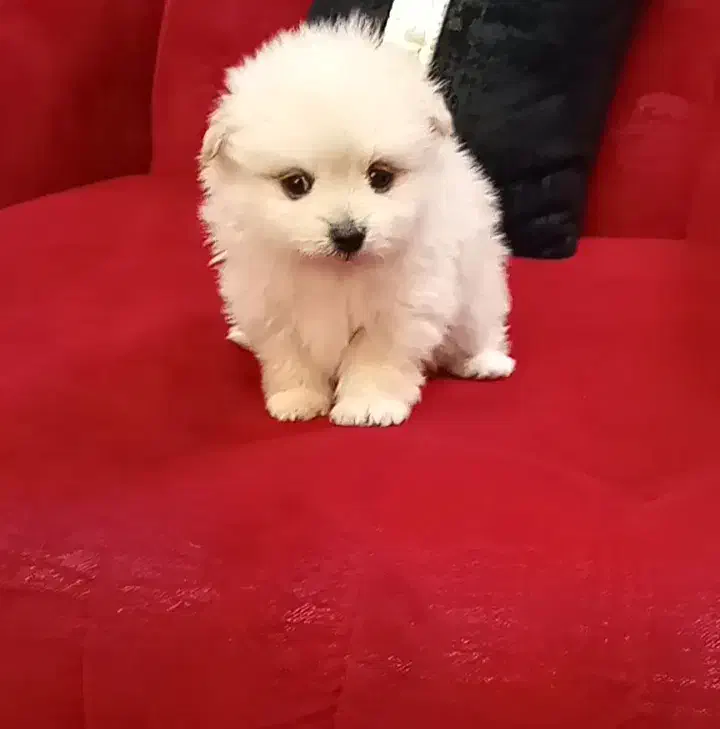 سه تا گل پسر|سگ|اسلام‌شهر, شهرک واوان|دیوار