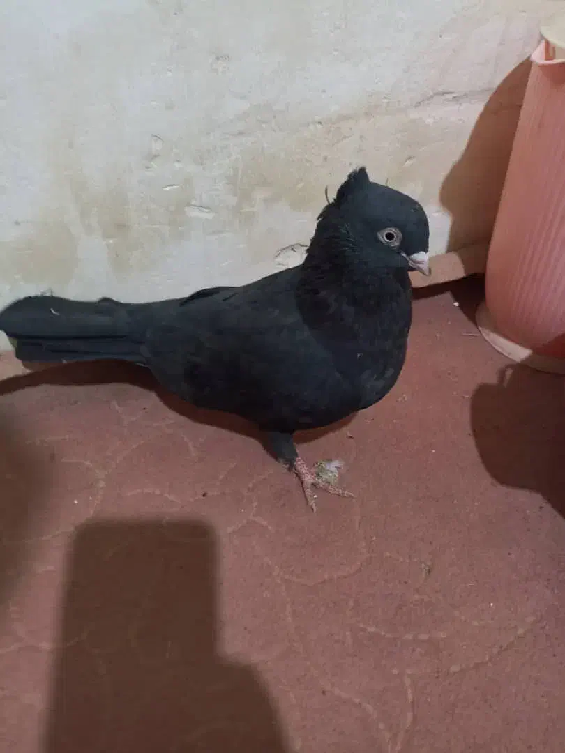 زاغ چشم نوک آبادانی ماده|پرنده|رودان, |دیوار