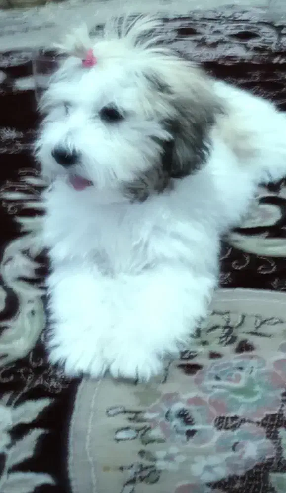 سگ پاکوتاه|سگ|دیواندره, |دیوار