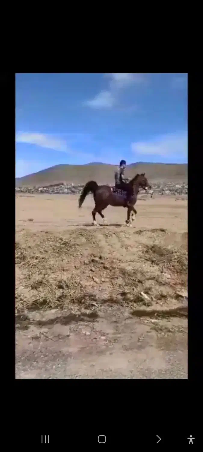 اسب|اسب و تجهیزات اسبسواری|شاهینشهر, دکتر حسابی|دیوار