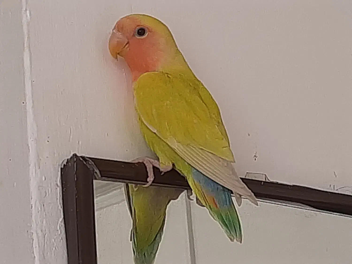 بدو بدو بیا این ور بازار بدو بیا طوطی برزیلی دارم|پرنده|بجنورد, |دیوار