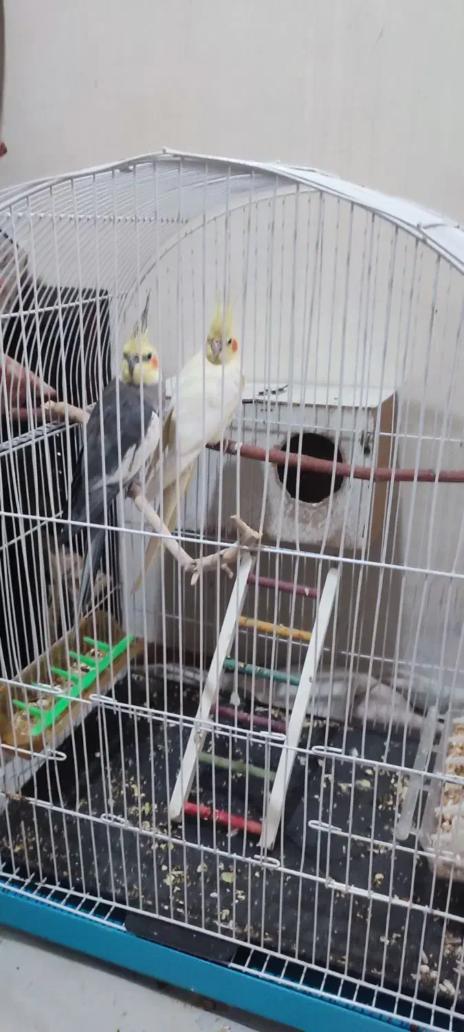 یک جفت عروس هلندی جوان|پرنده|اصفهان, فرودگاه شهید بهشتی|دیوار