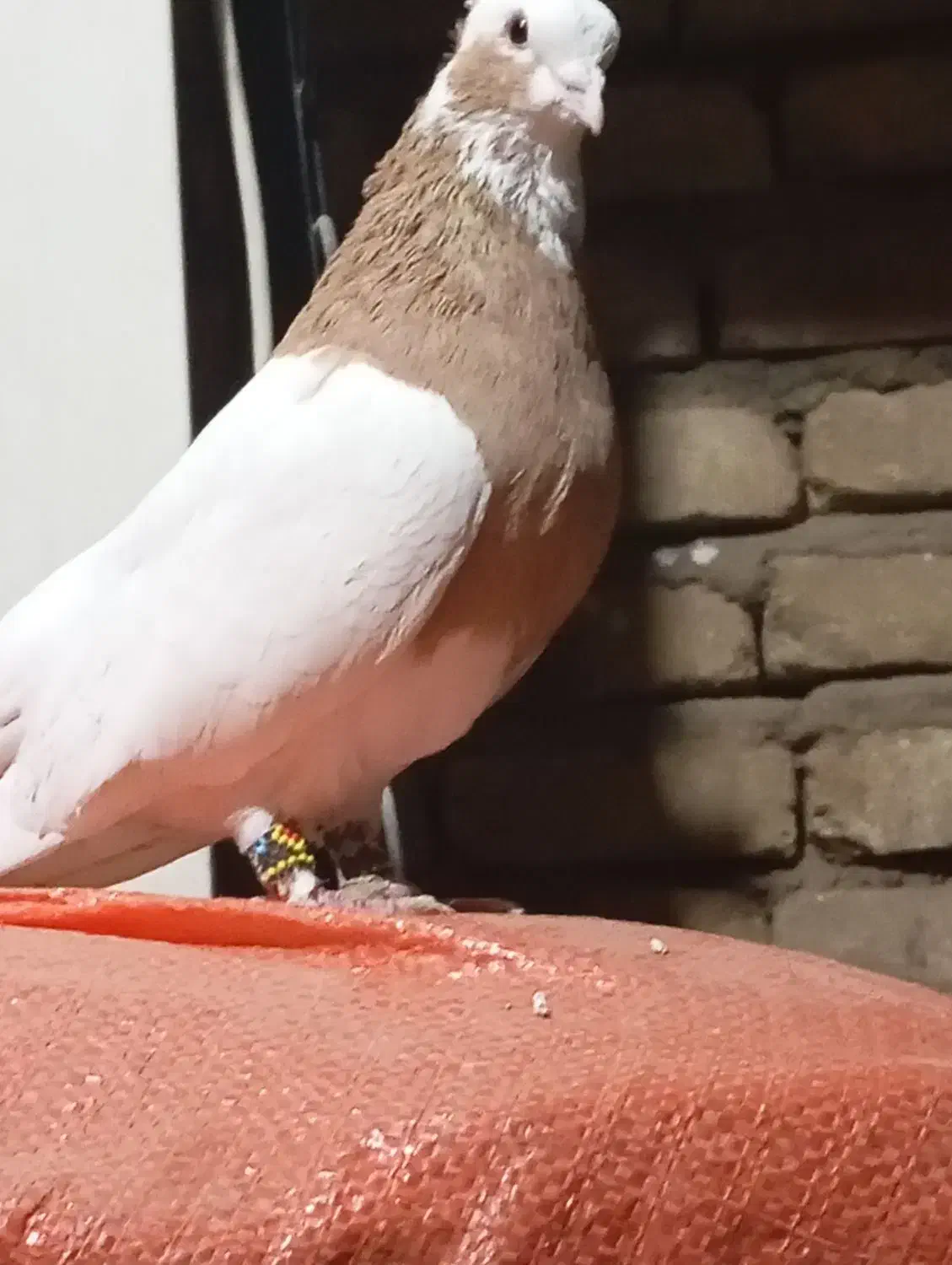 کفتر طوقی|پرنده|فسا, |دیوار