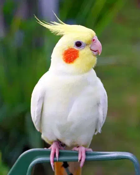 فروش عروس مولد|پرنده|سیرجان, |دیوار