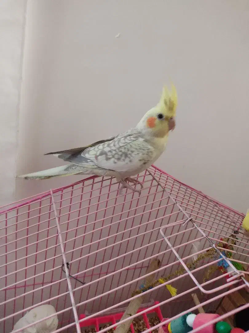 عروس هلندی|پرنده|پیرانشهر, |دیوار