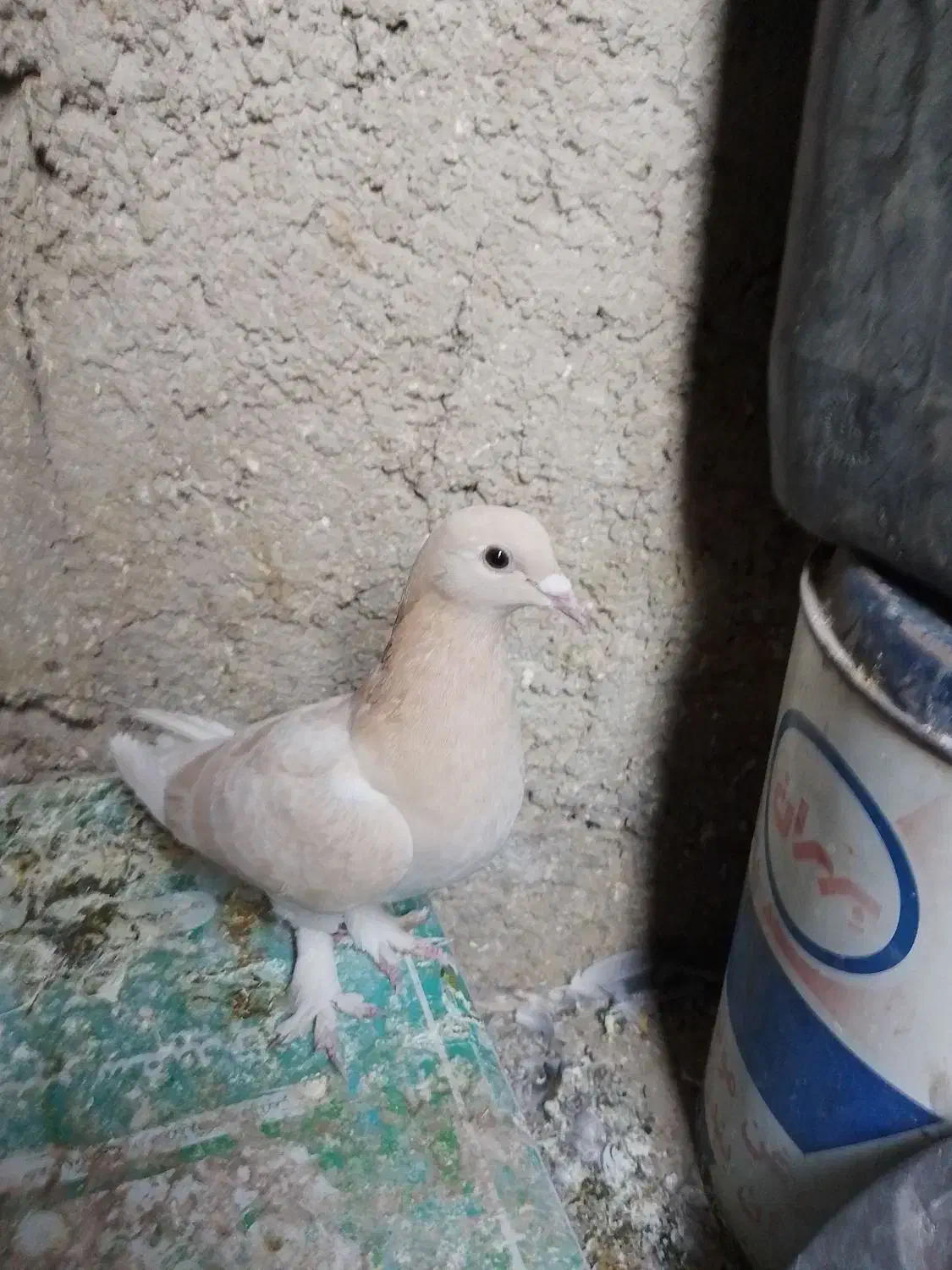 کفتر زرد|پرنده|کرمان, |دیوار