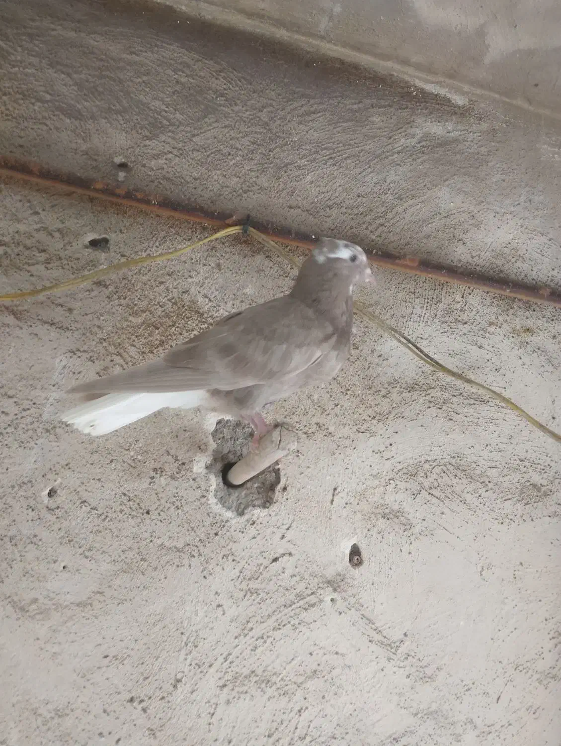 پرنده|پرنده|آغاجاری, |دیوار