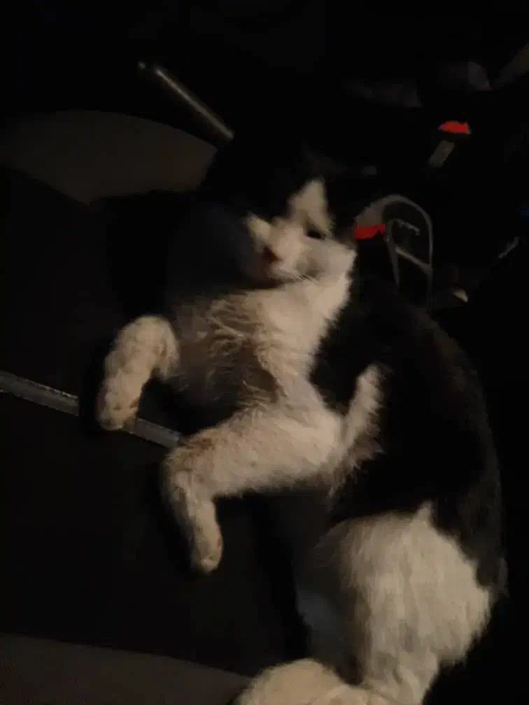 گمشده دوست کوچک ما|حیوانات|تبریز, |دیوار