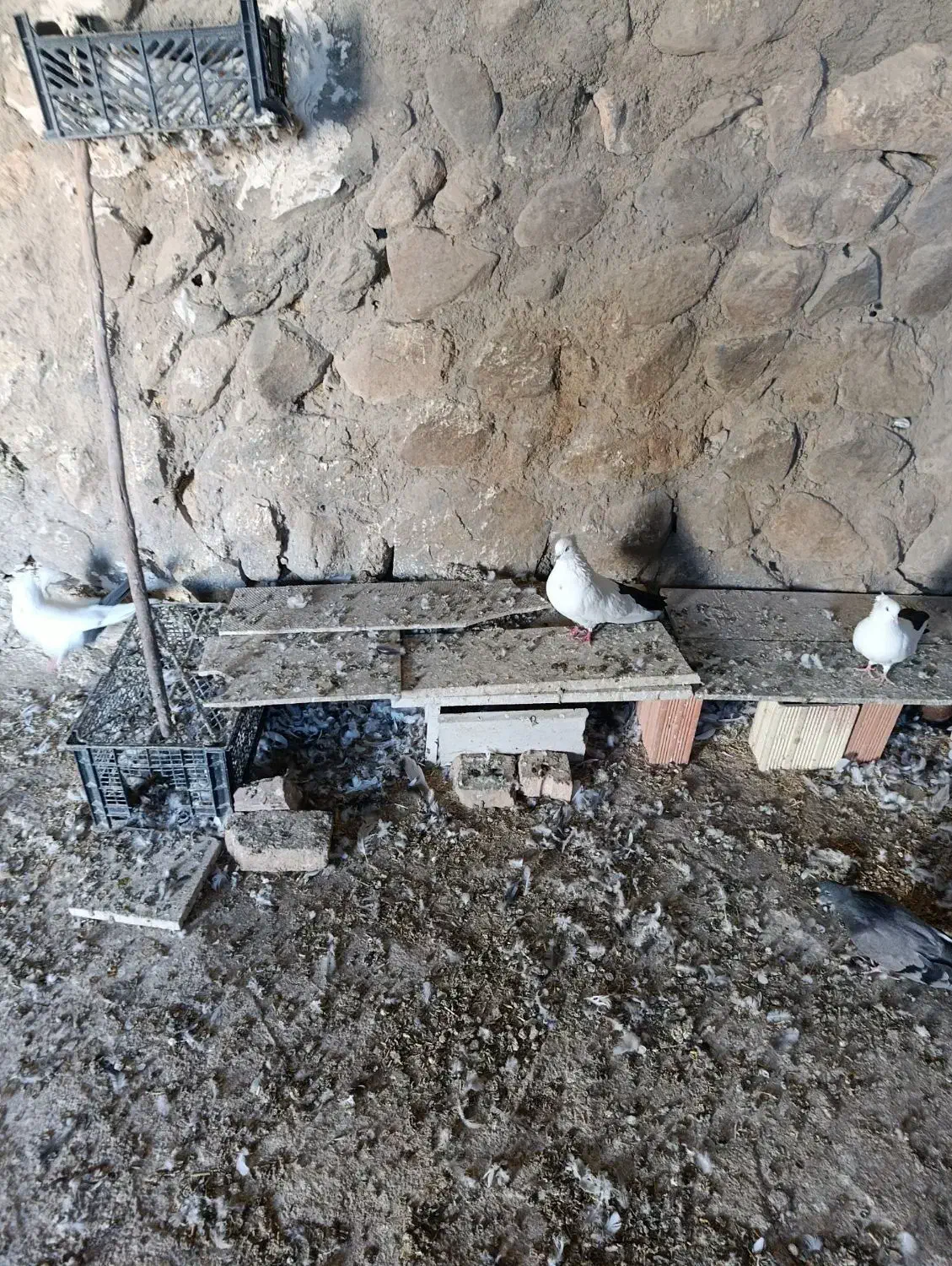 کبوتر دم رنگی همه رقم|پرنده|مرند, |دیوار