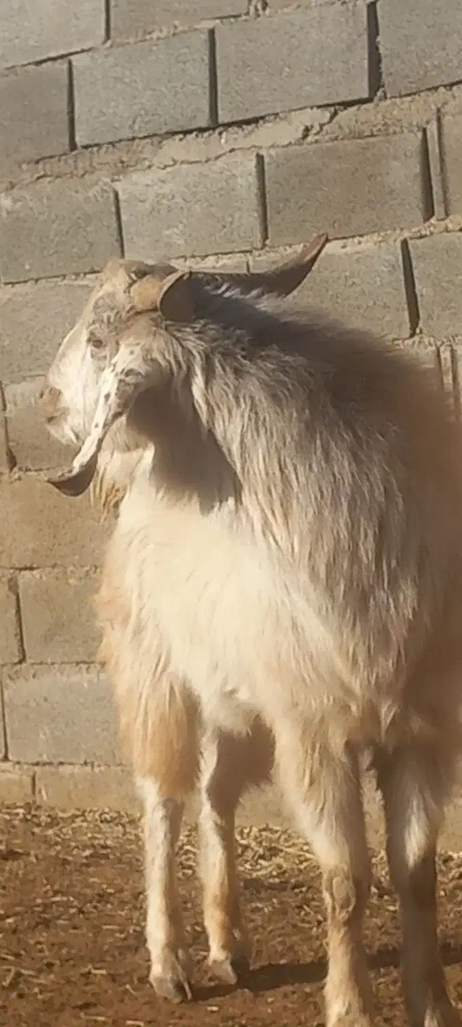 بز دودندان|حیوانات مزرعه|قیدار, |دیوار