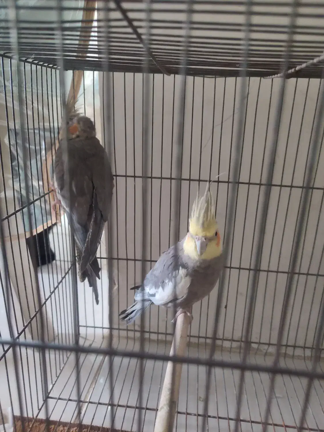 عروس هلندی|پرنده|گلپایگان, |دیوار