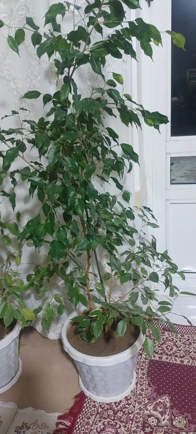 گل طبیعی  خوشگل سرحال|گل و گیاه طبیعی|میاندوآب, |دیوار