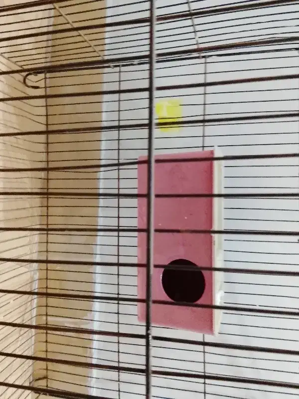 قفس|لوازم جانبی حیوانات|بندرعباس, |دیوار