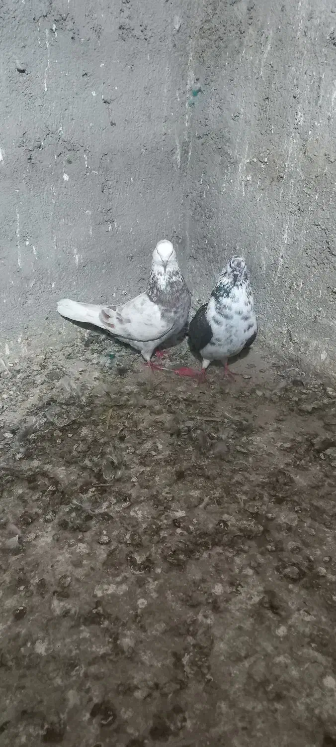 حیوانات|پرنده|بندر ترکمن, |دیوار