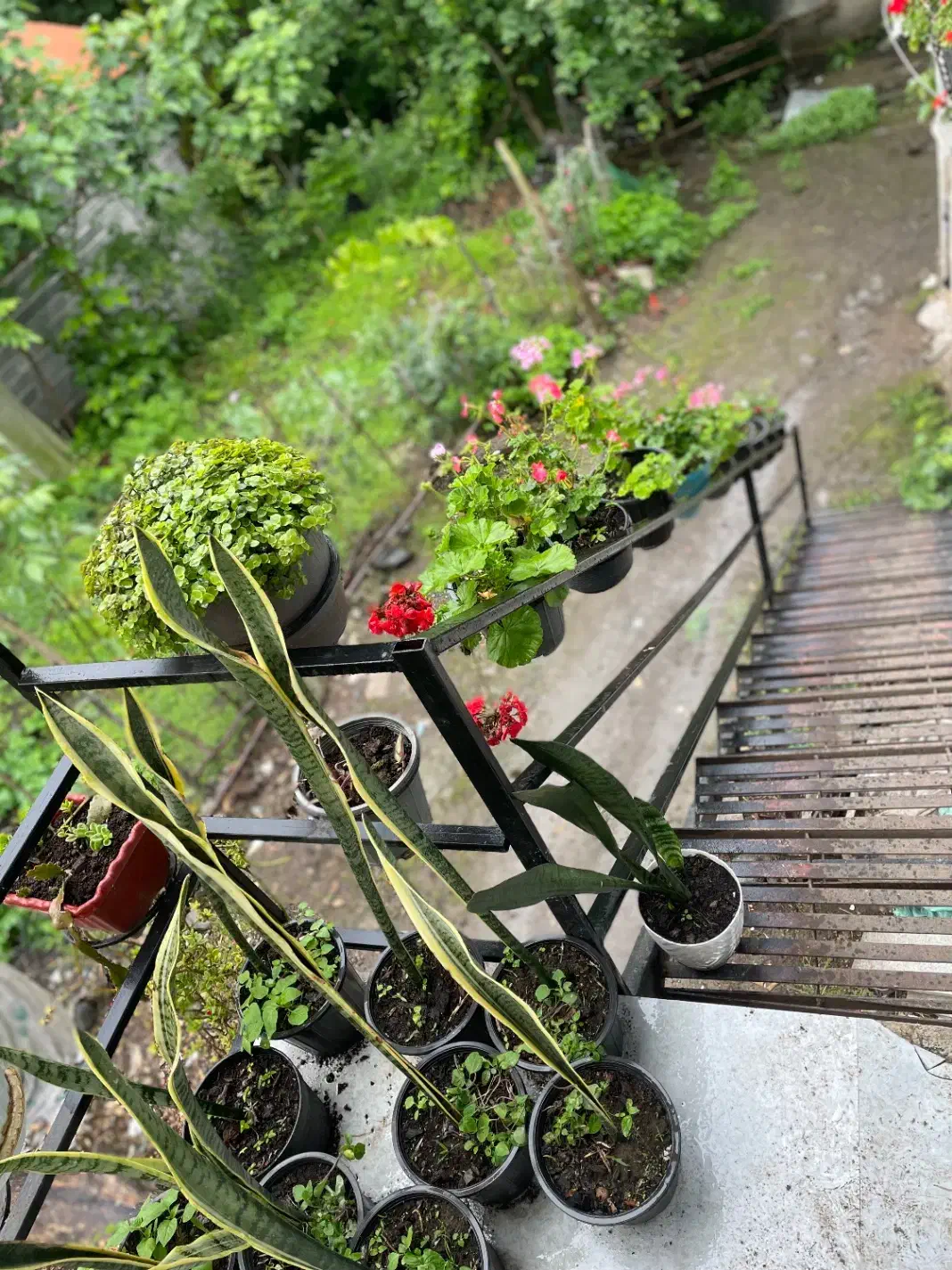 اجاره بلند مدت|اجارهٔ خانه و ویلا|اطاقور, |دیوار