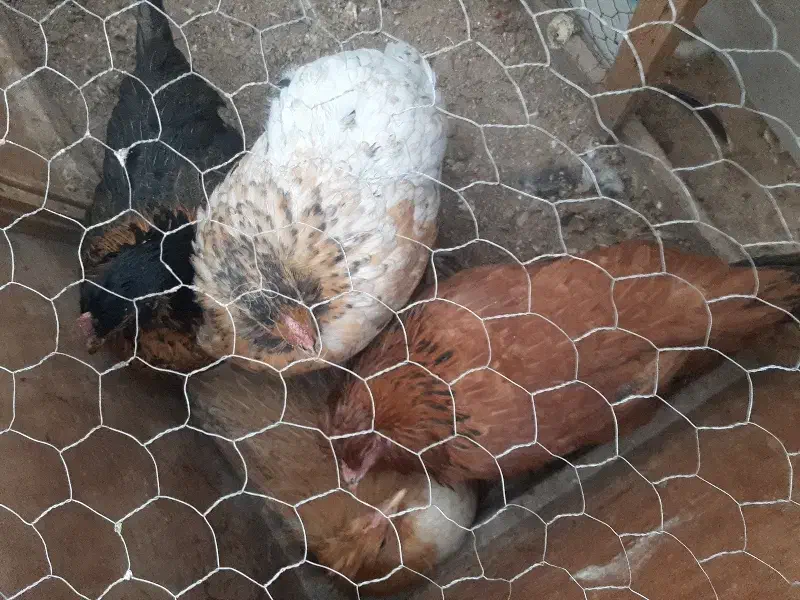 مرغ خانگی فروشی|حیوانات مزرعه|آباده, |دیوار