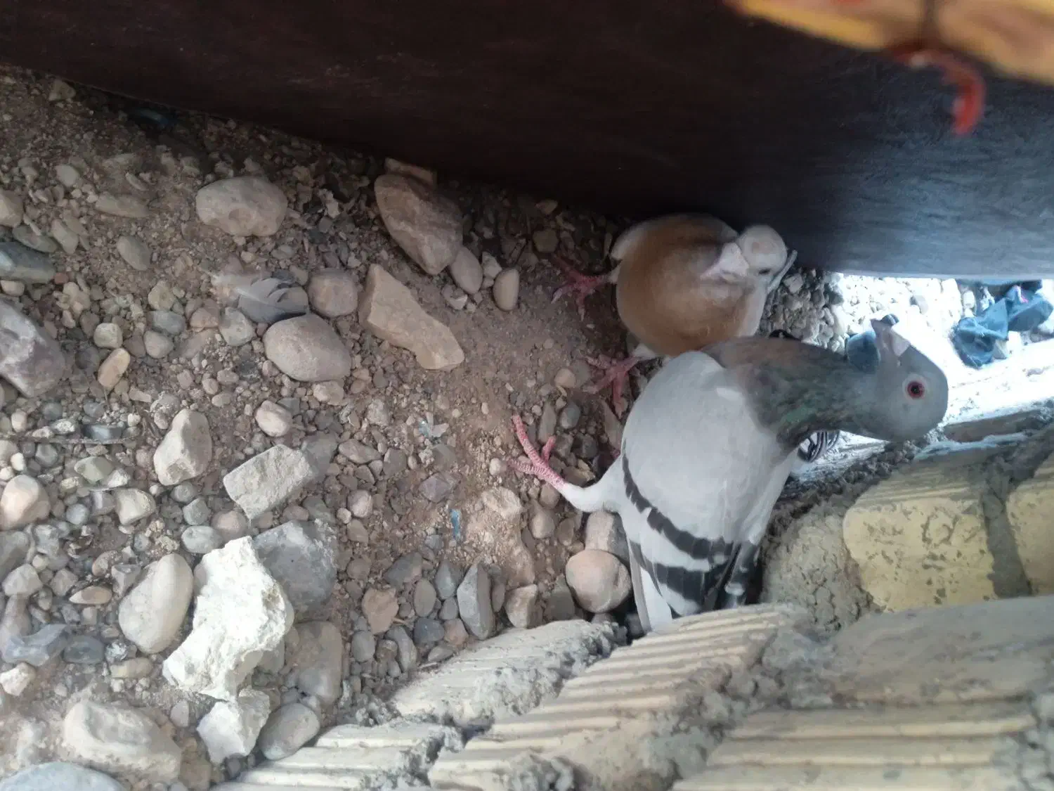 کبوتر|پرنده|فسا, |دیوار