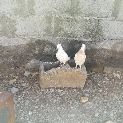 کفتر|پرنده|سده (خراسان جنوبی), |دیوار