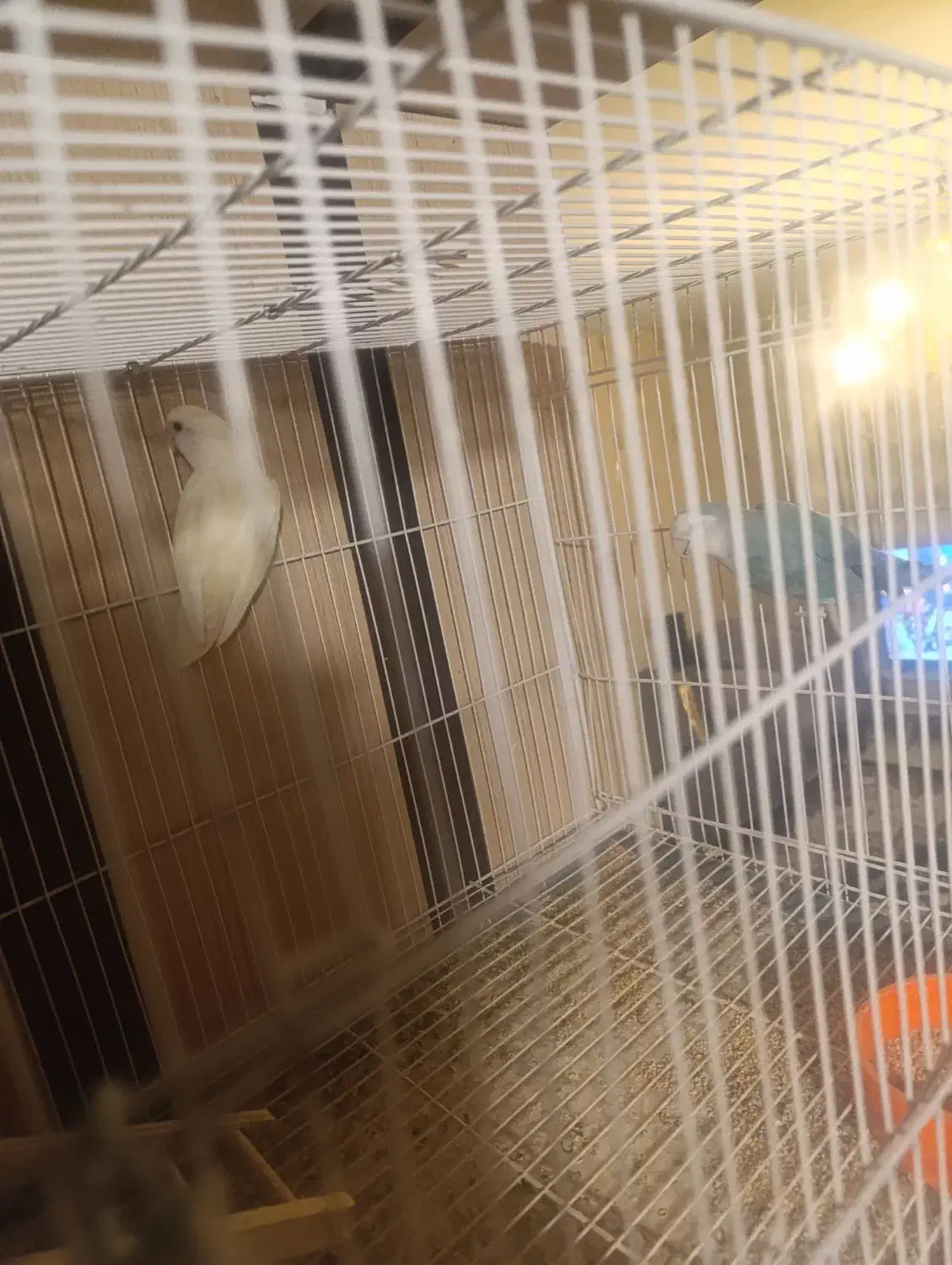 دو تا کوتوله نر و ماده|پرنده|مشهد, امیریه|دیوار